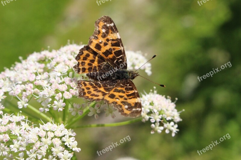 Butterfly Flower Nature Plant White Flower