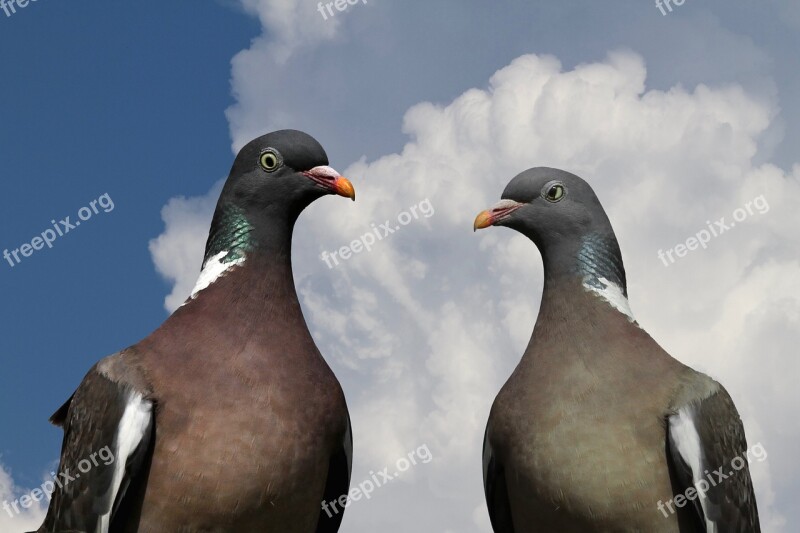 Pigeons Pigeon Pair Ringdove Bird Nature