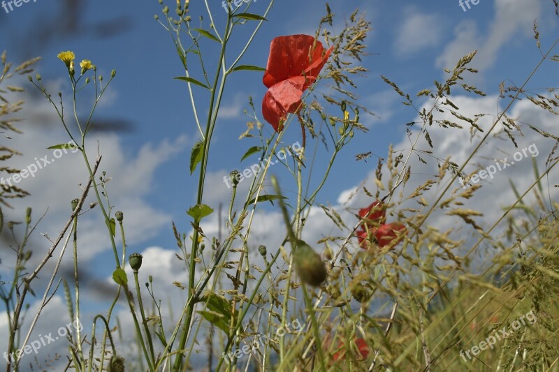 Poppy Close Up Meadow Grasses Clouds