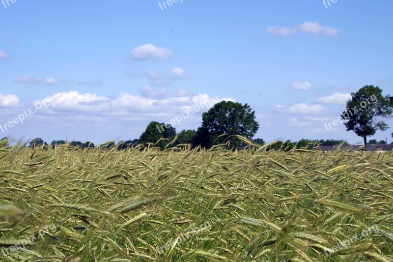 Corn Harvest Festival Rye Field Harvest