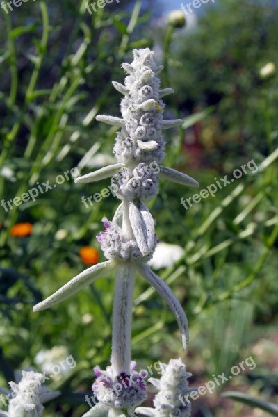 Gray Flower Herb Garden Green Plant