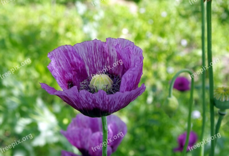 Poppy Grasshopper Violet Dashing Colored