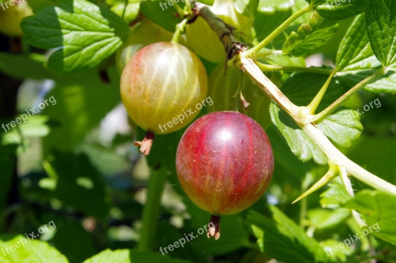 Gooseberry Fruit Juicy Fresh Feb