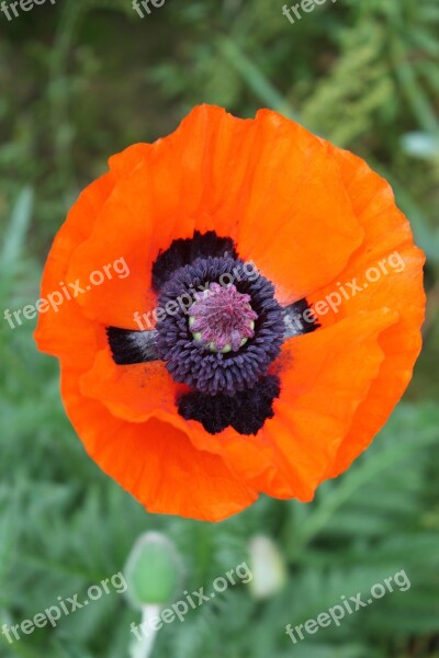 Poppy Flowers Nature Pink Poppy Poppy Field