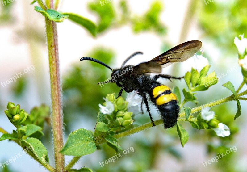 Dagger Wasp Wasp Close Up Insect Animal