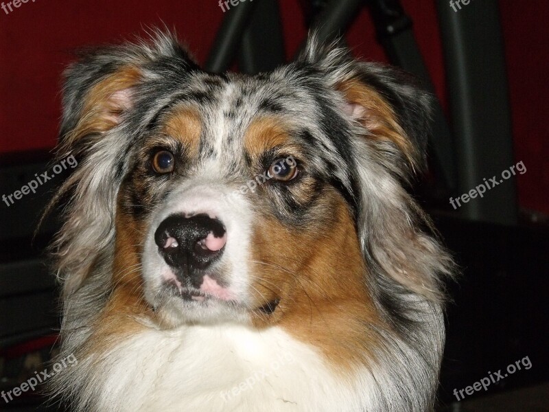 Australian Shepherd Blue Merle Herding Dog Pure Bred Dog