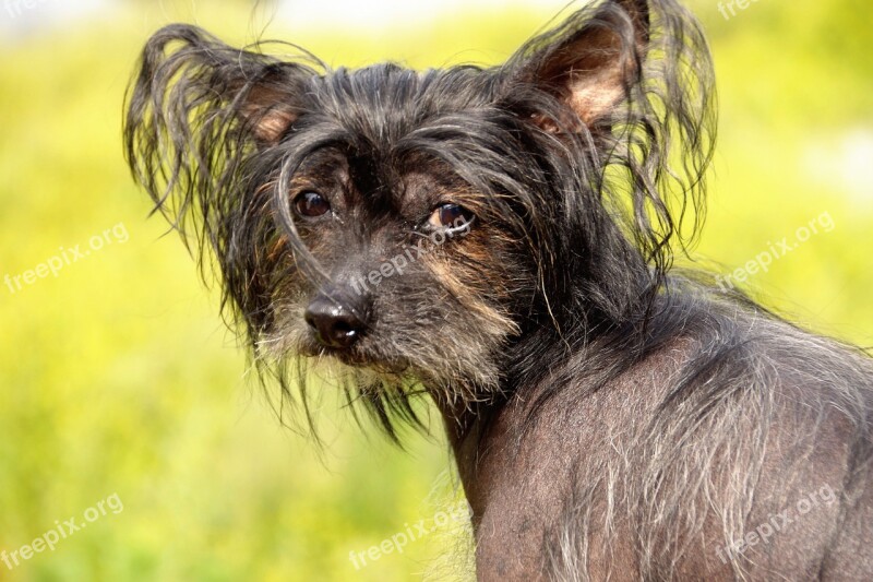 Dog Chinese Crested Dog Hairless Dog Chinese Chocholáč Pet