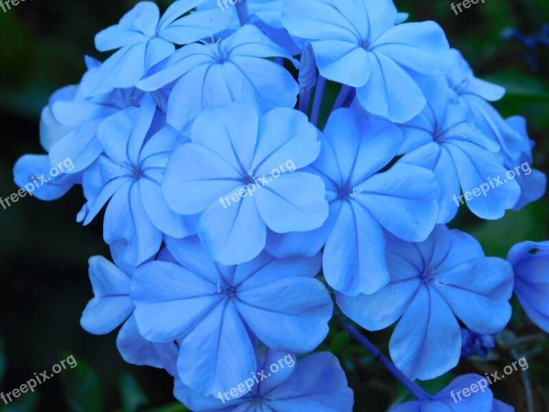 Flowers Blue Blue Flower Plants Nature