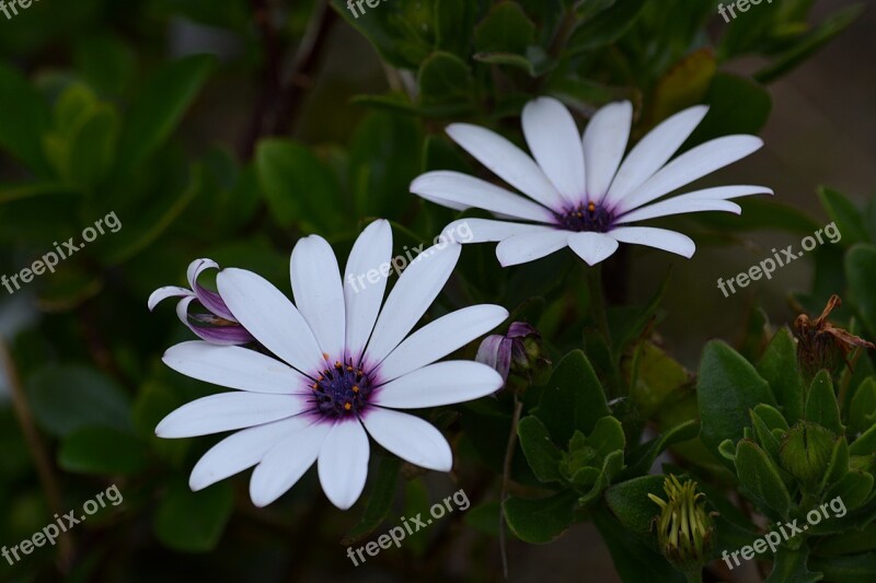 Daisies Flowers Garden Summer Flowers Petals