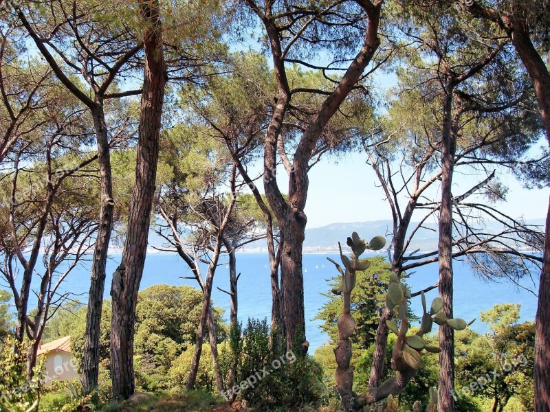 France Corsican Ajaccio Bay Hiking Pine