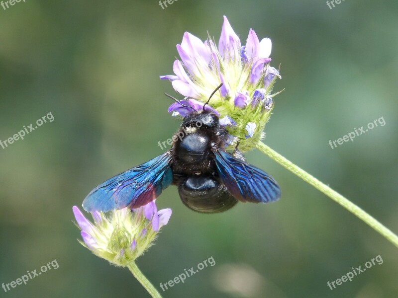 Xilocopa Violet Bumblebee Carpenter Borinot Negre Insect Iridescent