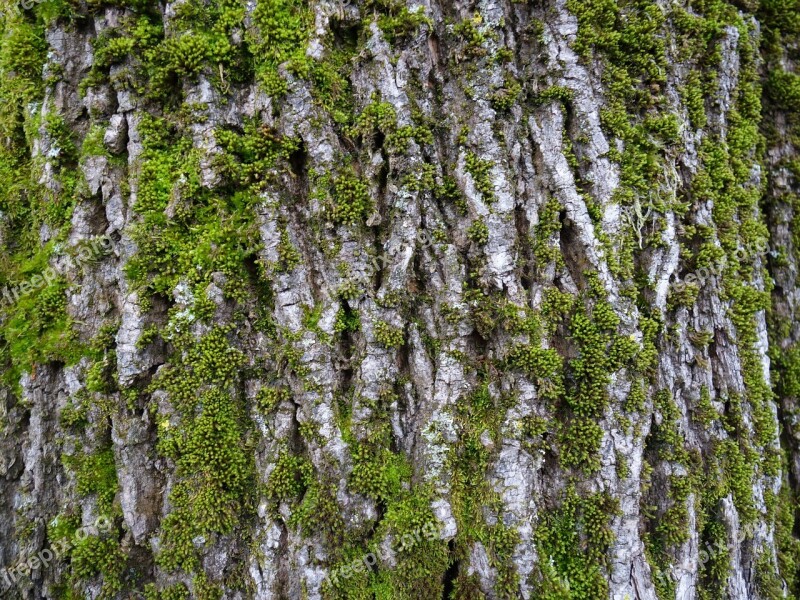 Log Moss Bark Net Bark Bemoost