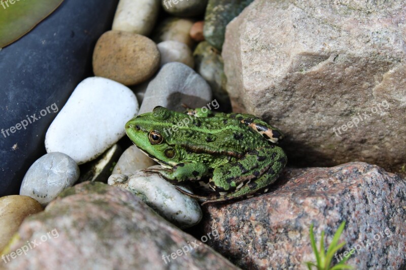 Frog Pond Green Garden Pond Frog Pond