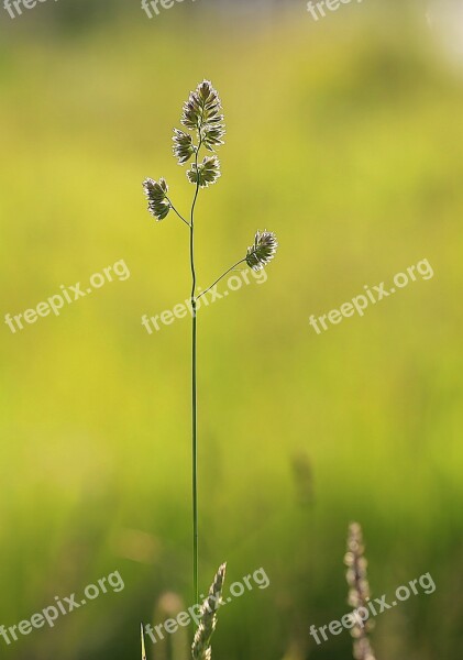 Grass Beauty Summer Green Yellow