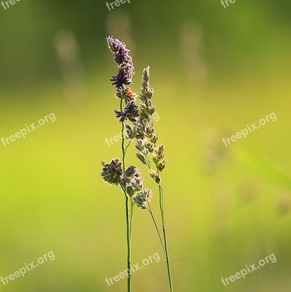 Grass Beauty Summer Green Yellow