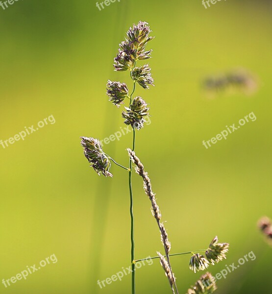 Grass Beauty Summer Green Yellow