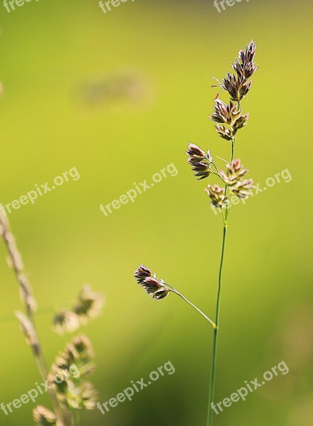 Grass Beauty Summer Green Yellow