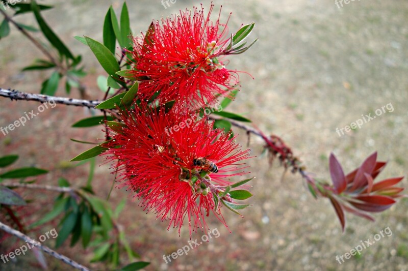 Flower Red Flower Spiky Flower Pistil Branch