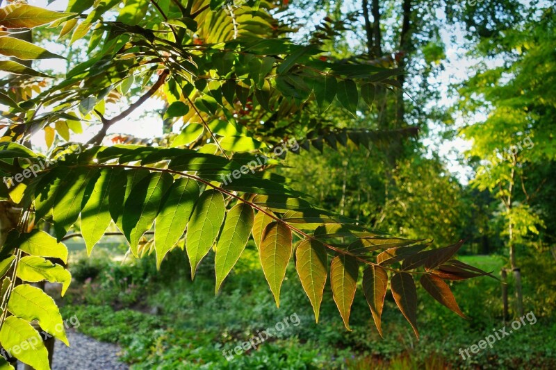 Leaf Branch Foliage Leafy Branch Bough