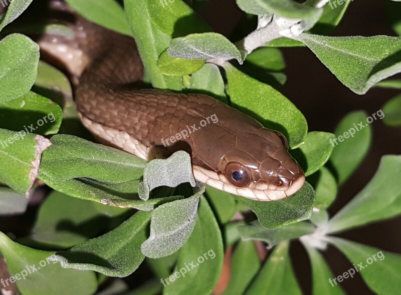 Snake Graham's Crayfish Snake Reptile Animal Creature