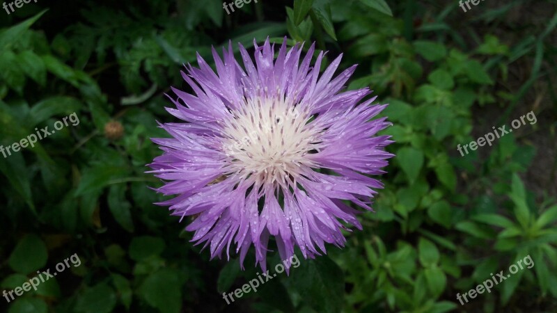 Flower Purple Flower Plant Garden Flower Bloom