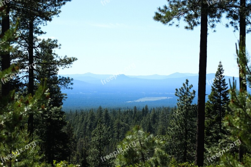 Forest Oregon Nature Landscape Trees