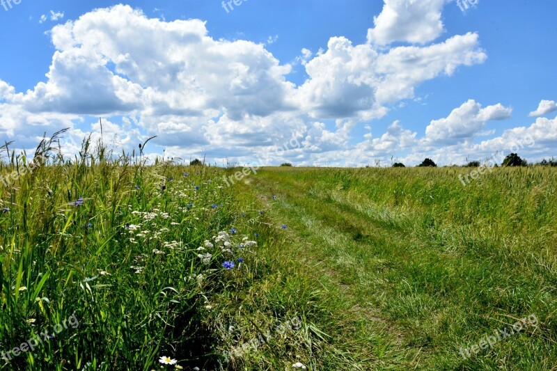 Way Meadow Nature Scenery View