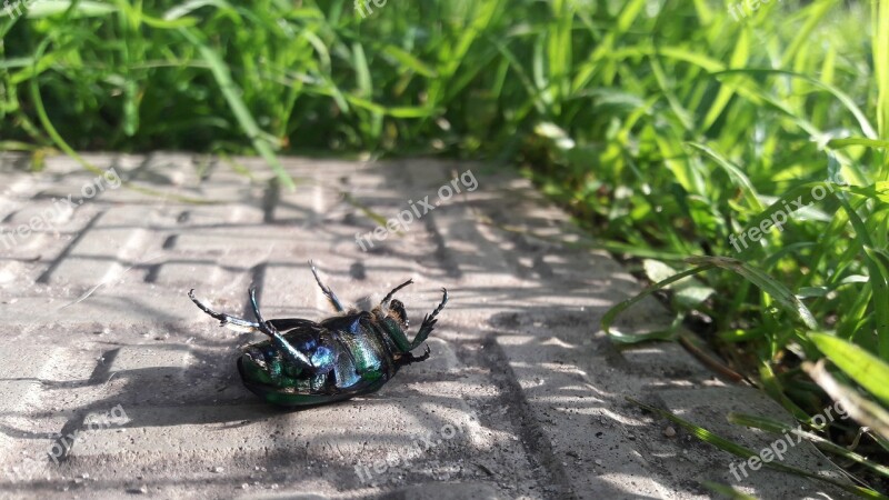 Beetle Chafer Green Insect Closeup