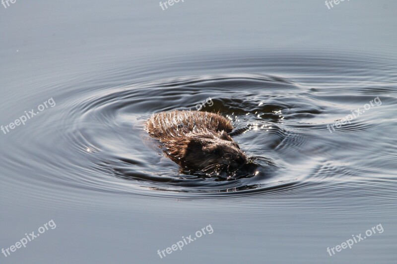 Muskrat Rodent North Dakota Animal Wildlife