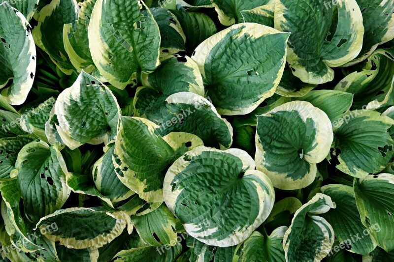 Hosta Plant Leaf Garden Bed