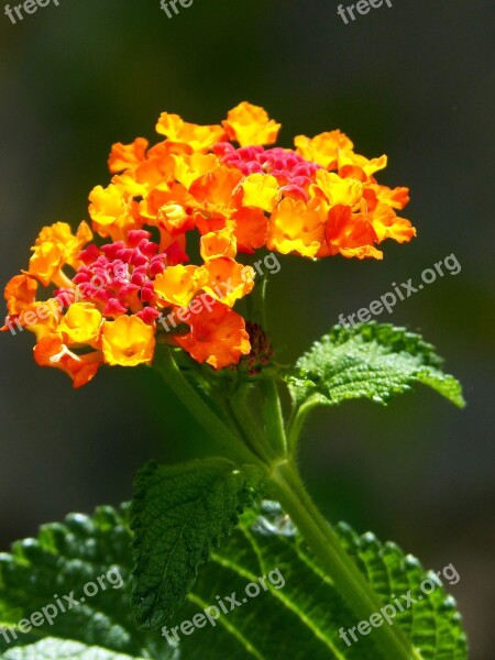 Lantana Flower Beauty Red And Yellow Free Photos