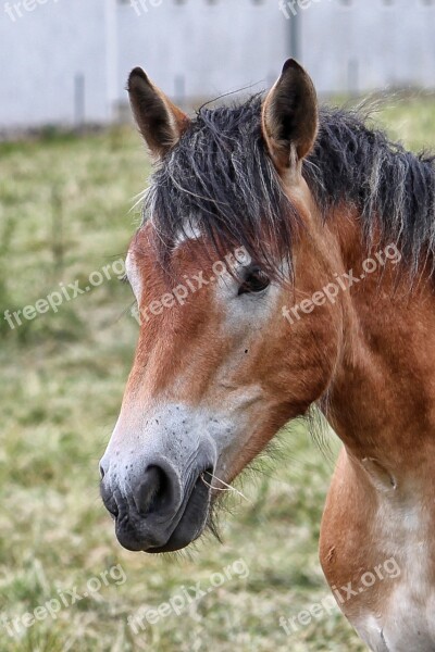 Horse Head Horse Kaltblut Brown Eye