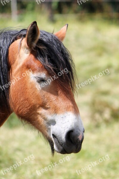 Horse Head Horse Kaltblut Brown Eye