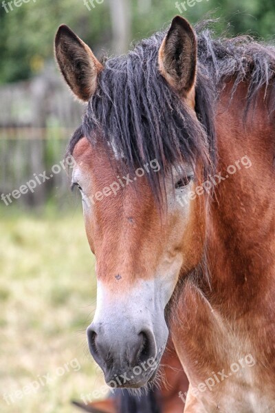 Horse Head Horse Kaltblut Brown Eye