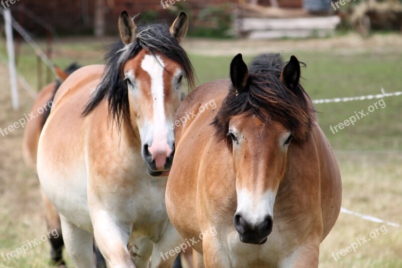 Cold Blooded Animals Horses Year Paddock Mane