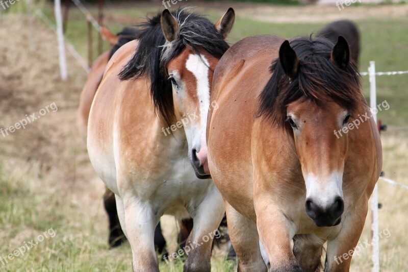 Cold Blooded Animals Horses Year Paddock Mane