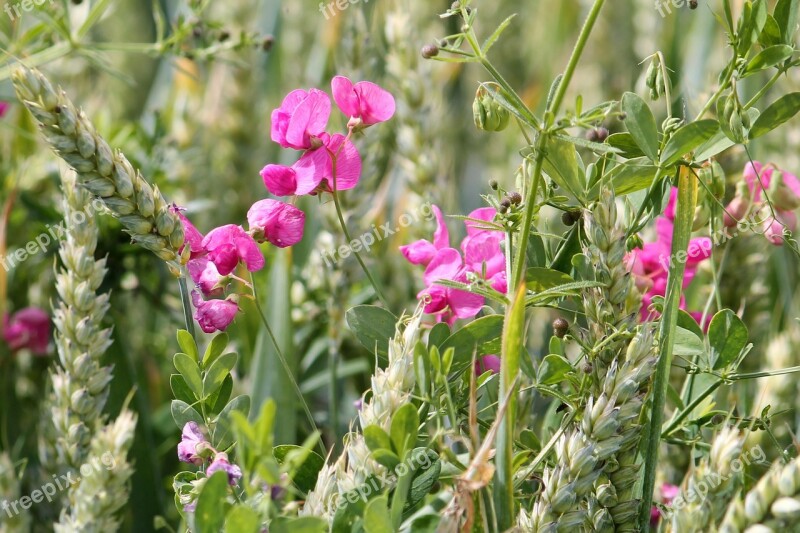 Cereals Wheat Field Vetches Poppy Cornfield