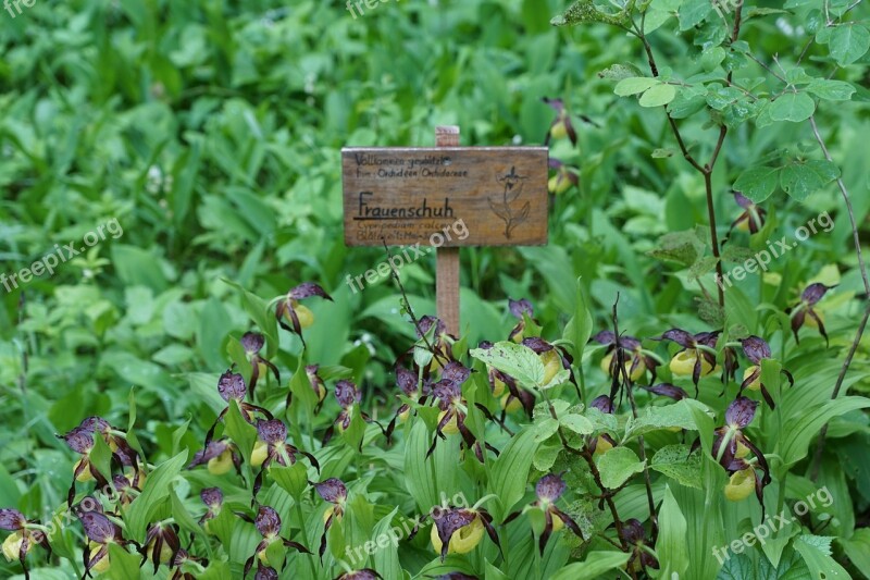 Frauenschuh Orchid Shield Leaves Green