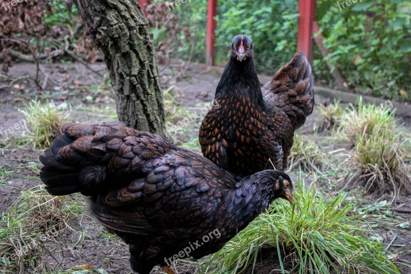 Chicken Hen Animal Poultry Free Photos