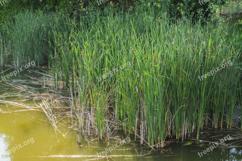 Cernica Lake Rush Reed Cane Pond