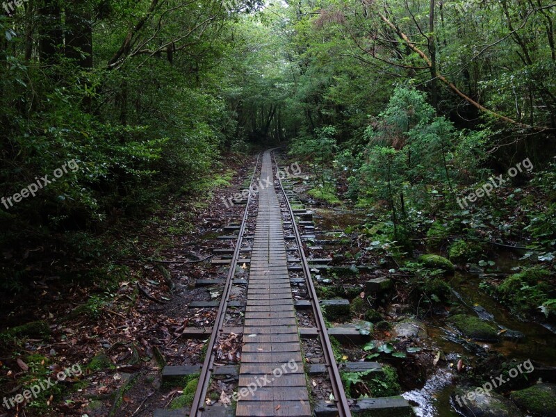 Yakushima Island Truck Road Jomon Cedar Free Photos