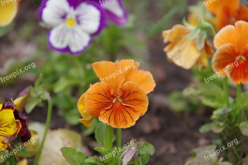 Dacha Flowers Summer Free Photos