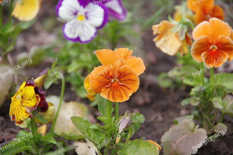 Dacha Flowers Yellow Flowers Pansies Free Photos