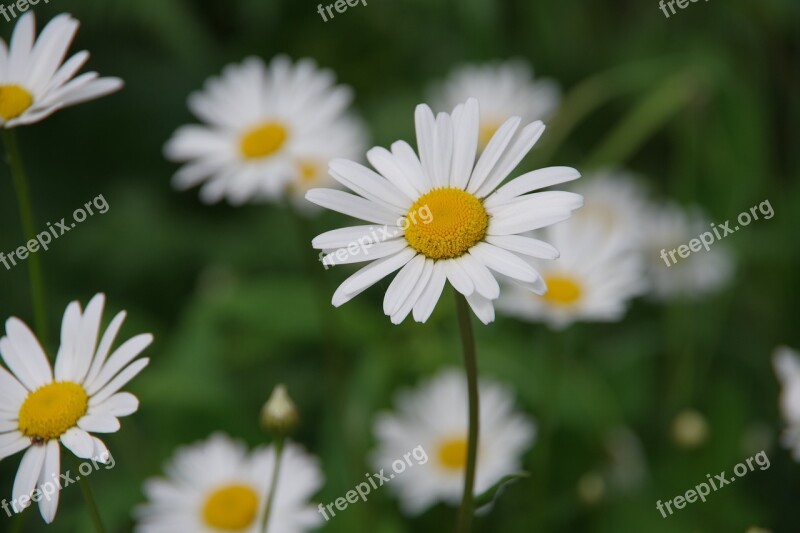 Dacha Flowers Summer Flowers Chamomile Free Photos