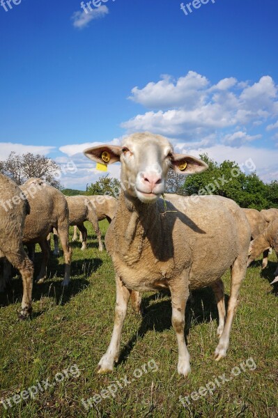 Sheep Pets Four-legged Animal Free Photos