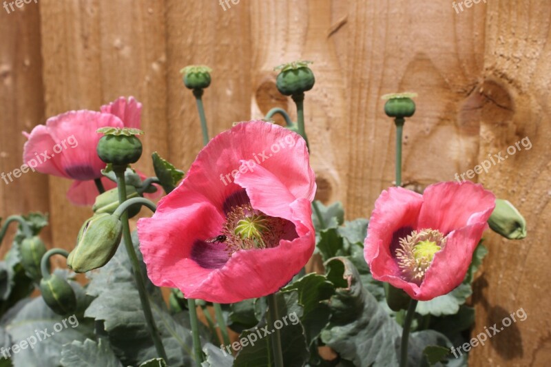 Poppy Flowers Poppy Flower Pink Free Photos