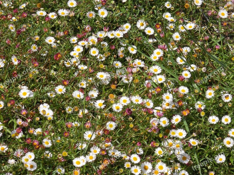 Flowers Daisies Prato Spring Wildflowers