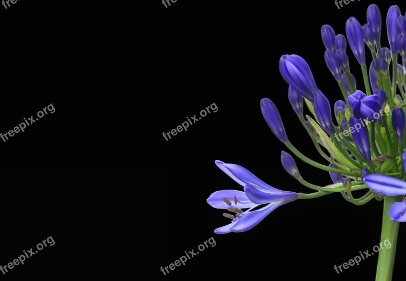 Agapanthus Agapanthus Africanus Blossom Bloom Love Flower