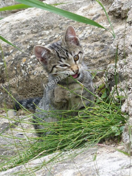 Cat Puppy Kitten Catnip Eat Grass