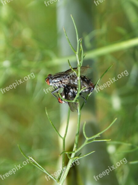 Botfly Copulation Insects Mating Mating Reproduction